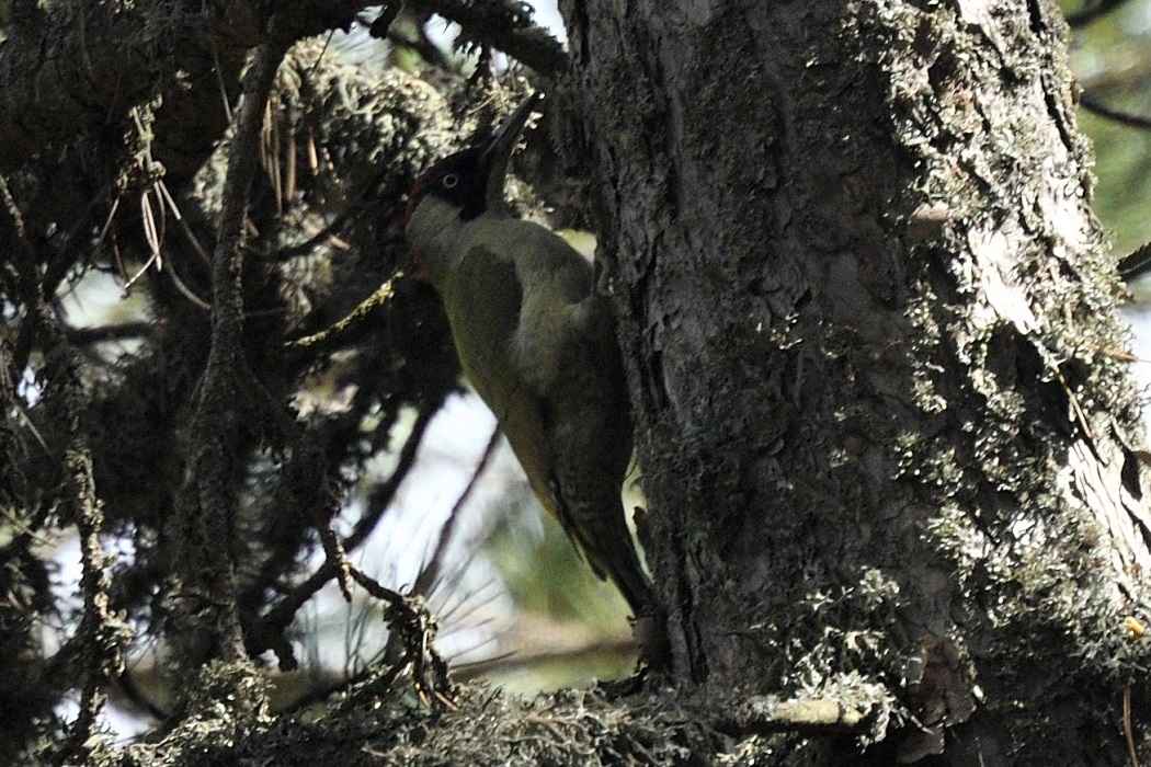 Eurasian Green Woodpecker